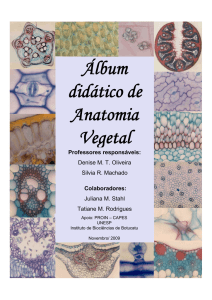 Álbum didático de Anatomia Vegetal - Instituto de Biociências