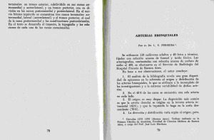 terminales: un tronco anterior, subdividido en sus ramas an