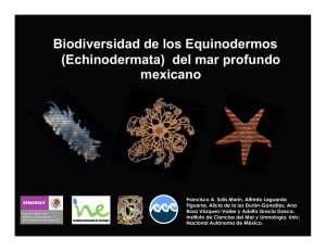 Biodiversidad de los Equinodermos (Echinodermata) del mar