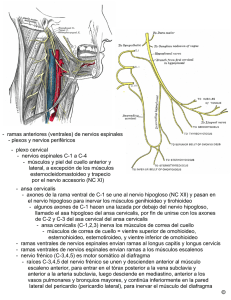 - ramas anteriores (ventrales) de nervios espinales