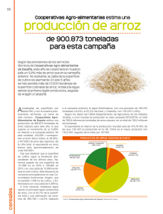 producción de arroz - Cooperativas Agro