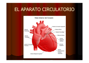 el aparato circulatorio