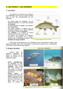 5. los peces y los anfibios
