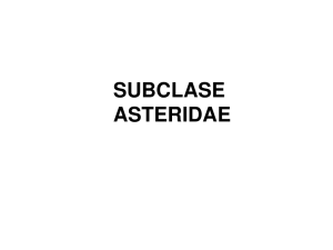 subclase asteridae
