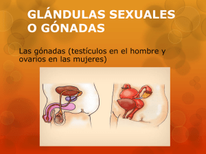 glándulas sexuales