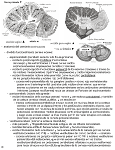anatomía del cerebelo (continuación)