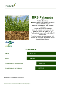 BRS Paiaguás - Grupo Facholi
