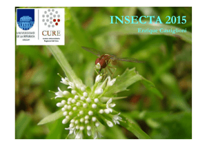 insecta 2015