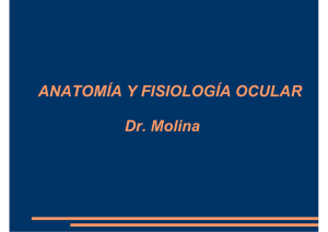 ANATOMÍA Y FISIOLOGÍA OCULAR Dr. Molina