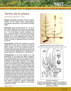 Yerba de la plata Equisetum bogotense Kunth