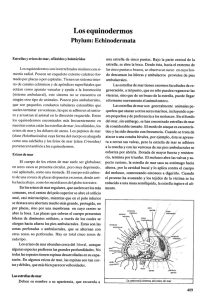 Phylum: Echinodermata - patzelt