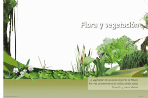 Flora y vegetación