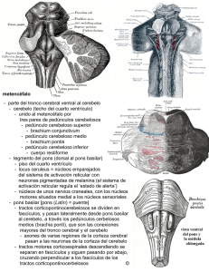 parte del tronco cerebral ventral al cerebelo