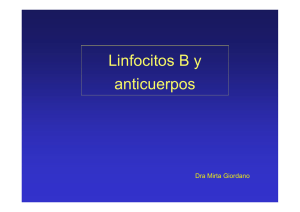 Linfocitos B y anticuerpos