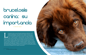 32 33 La brucelosis canina es una enfermedad ampliamente