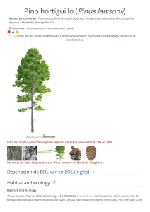 Pino hortiguillo (Pinus lawsonii)