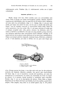 relativamente corto. Volselas (fig. 4) relativamente