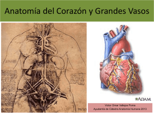 1.1-Anatomia del corazon y grandes vasos(modificado)