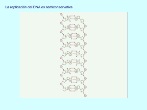 La replicación del DNA es semiconservativa