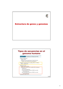 Estructura de genes y genomas Tipos de secuencias en el genoma