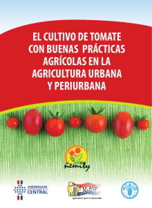 El cultivo de tomate con buenas prácticas agrícolas en la agricultura