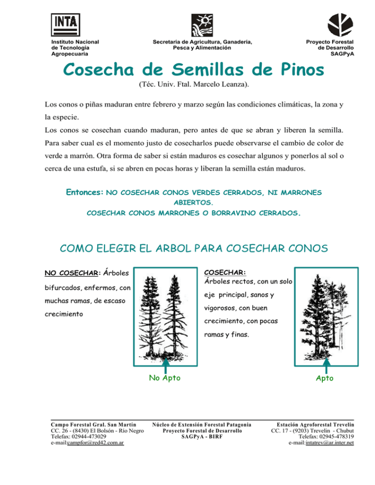 Cosecha De Semillas De Pinos