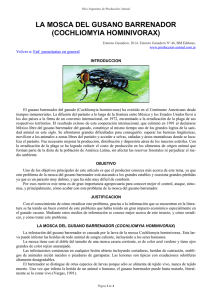 la mosca del gusano barrenador (cochliomyia