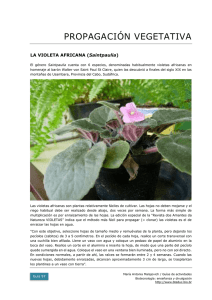 clonado de la violeta africana PDF