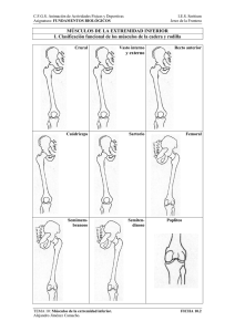 músculos de cadera y rodilla
