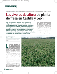 Los viveros de altura de planta de fresa en Castilla y León