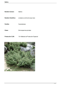 Nombre Común: Sabina Nombre Científico: Juniperus communis