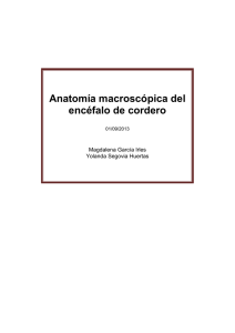 Anatomía macroscópica del encéfalo de cordero