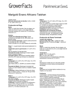 Marigold Enano Africano Taishan