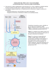 OXIDACIÓN DEL PIRUVATO Y CICLO DE KREBS (o ciclo del ácido