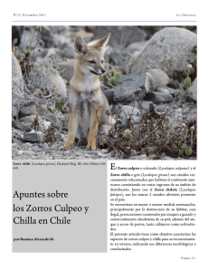Apuntes sobre los Zorros Culpeo y Chilla en Chile