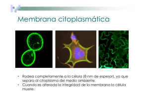 Membrana citoplasmática