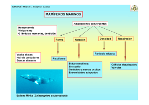 Tema 11.- Adaptaciones de los Mamíferos a la Vida del Mar.