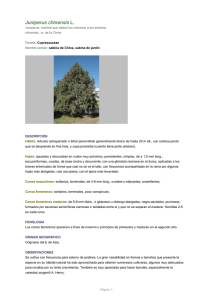 Juniperus chinensis L.