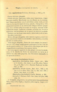 GEN. Apalochrus Erichson, Entomog., i, 1840, p. 50. Cuerpo