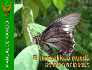 EL MARAVILLOSO MUNDO DE LAS MARIPOSAS pdf