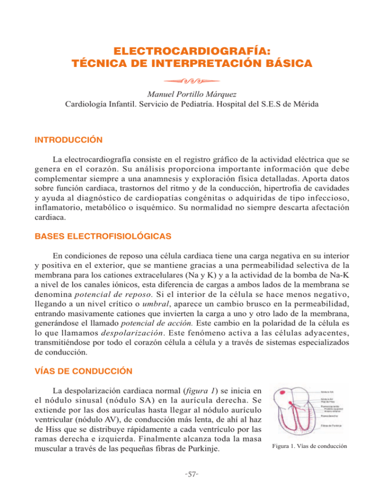 Electrocardiografía: Técnica De Interpretación Básica