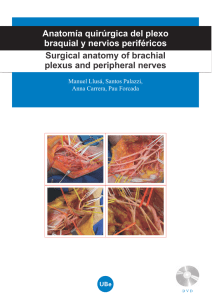 Anatomía quirúrgica del plexo braquial y nervios periféricos Surgical