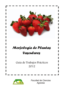 programa de morfología de plantas vasculares