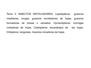 Tema 3: INSECTOS DEFOLIADORES. Lepidópteros: gusanos