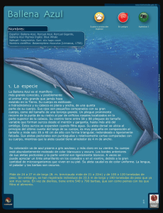 Ballena Azul.indd - Biodiversidad Mexicana