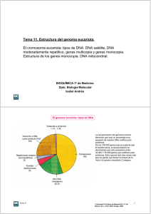 Tema 11. Estructura del genoma eucariota. El cromosoma eucariota