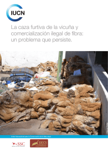 La caza furtiva de la vicuña y comercialización ilegal de fibra