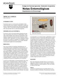 moscas caseras - Department of Entomology