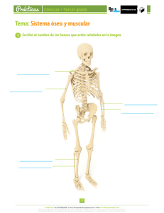 Tema: Sistema óseo y muscular