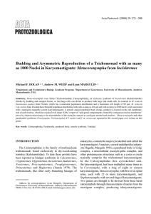 Budding and Asymmetric Reproduction of a Trichomonad with as